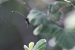 Adela septentrionella