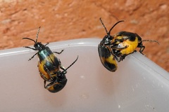 Monocesta ducalis