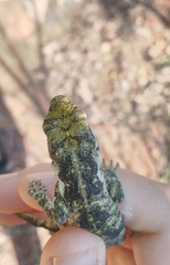 Urostrophus vautieri