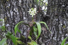 Prosthechea radiata