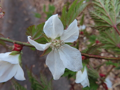 Rubus palmatus coptophyllus