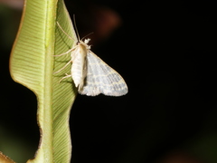 Idaea costiguttata