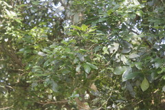 Casimiroa pringlei