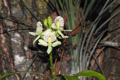 Prosthechea radiata