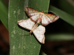 Idaea impexa