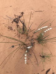 Lomandra leucocephala