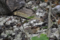 Anolis viridius