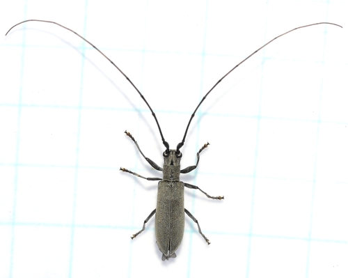 Dorcaschema cinereum (Olivier, 1795)