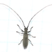 Ashen Long-horned Beetle - Photo (c) Ilona, some rights reserved (CC BY-NC), uploaded by Ilona