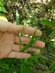 Dichanthelium leibergii