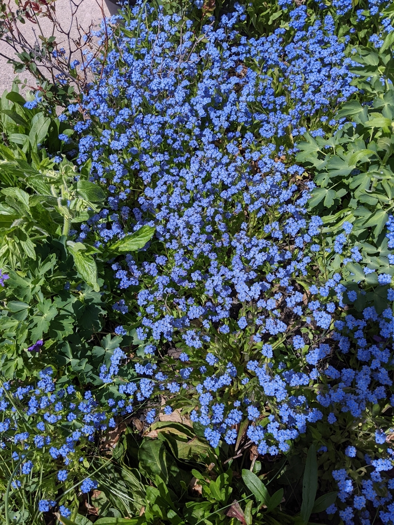 Forget-me-nots from Hulmeville, PA 19047, USA on April 22, 2022 at 12: ...