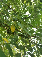 Trichilia havanensis