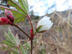 Rubus palmatus coptophyllus