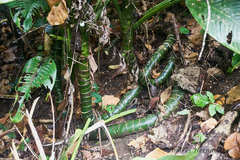 Dieffenbachia longispatha
