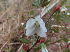 Rubus palmatus coptophyllus
