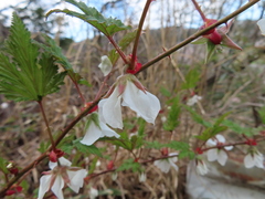 Rubus palmatus coptophyllus