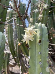 Myrtillocactus
