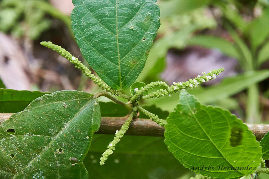 Acalypha diversifolia; photograph (c) Andres Hernandez, some rights reserved (CC BY)