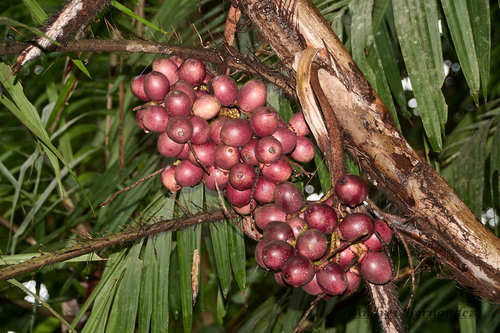 Beach palm