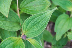 Miconia conospeciosa