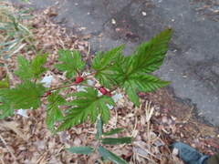 Rubus palmatus coptophyllus