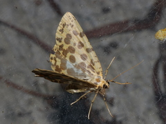 Euryobeidia largeteaui