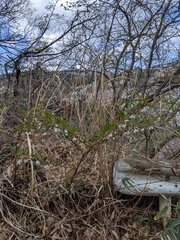 Rubus palmatus coptophyllus