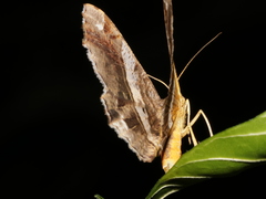 Chiasmia nora