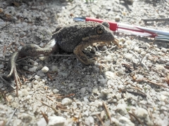 Limnodynastes dumerilii insularis