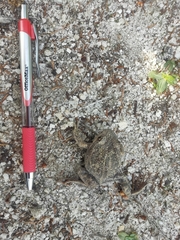 Limnodynastes dumerilii insularis