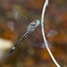 Masked Clubskimmer - Photo (c) Greg Lasley, some rights reserved (CC BY-NC), uploaded by Greg Lasley