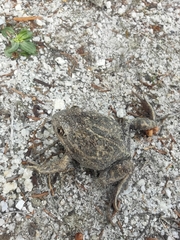 Limnodynastes dumerilii insularis