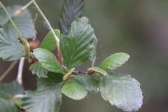 Cercocarpus minutiflorus