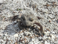Limnodynastes dumerilii insularis