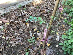 Amorphophallus hirtus