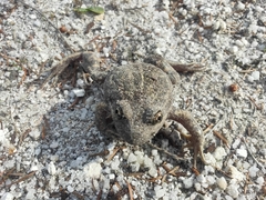 Limnodynastes dumerilii insularis