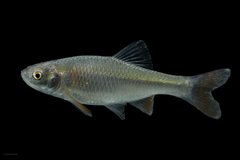 Red Shiner photo 3