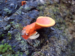 Pycnoporus sanguineus image