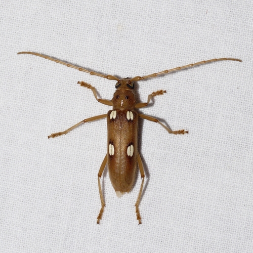 Ivory-marked Borer photo 4
