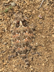 Blainville Horned Lizard photo 2