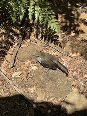 Mimus graysoni