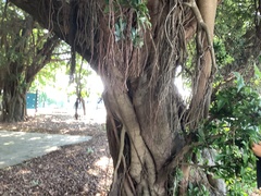Ficus microcarpa microcarpa