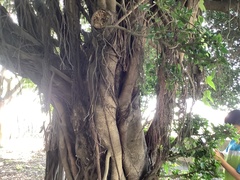 Ficus microcarpa microcarpa