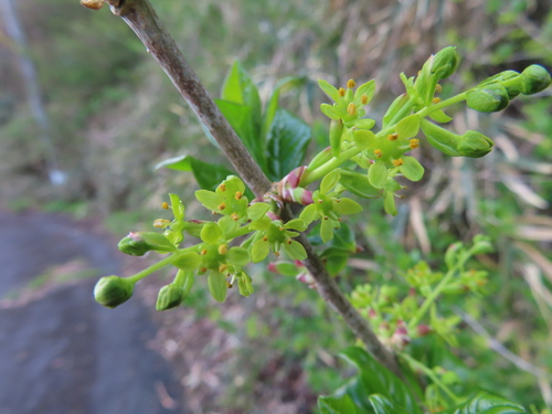 Image of Orixa japonica by (c) Timur Kalininsky, some rights reserved (CC BY)