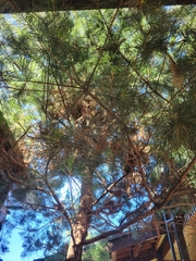 Pinus morrisonicola