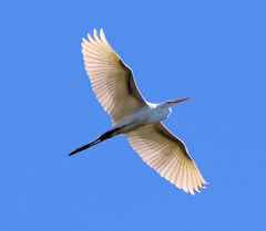 Ardea alba