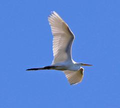 Ardea alba