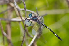 Brechmorhoga pertinax