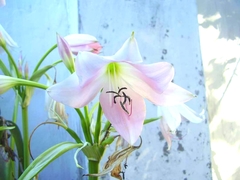Crinum moorei