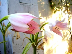 Crinum moorei